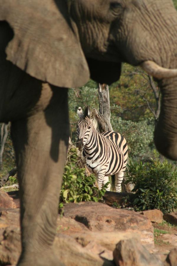 Makweti Safari Lodge Welgevonden Game Reserve Exterior photo